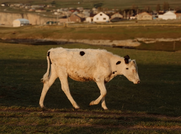 cow-intro-placeholder-2x 1