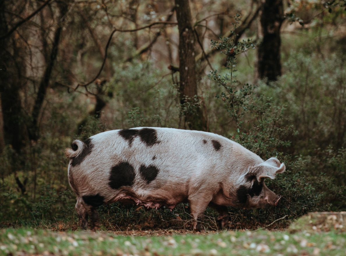 pig-img-lifestyle